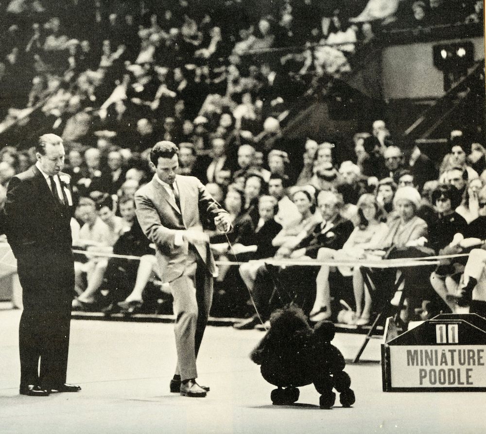 100 Years of Best in Show